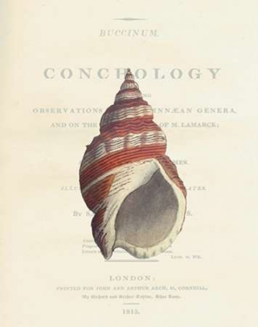 Shell, Buccinum Undatum Poster Print by Samuel Brookes - Item # VARPDXSB10